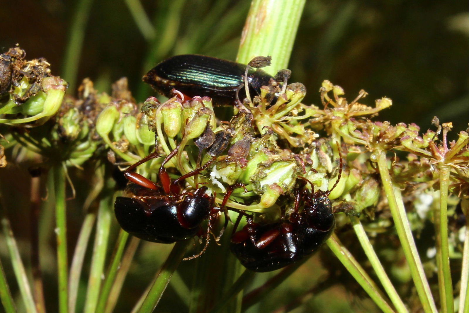 Coleoptera da determinare-5  Ophonus stictus (cf.)